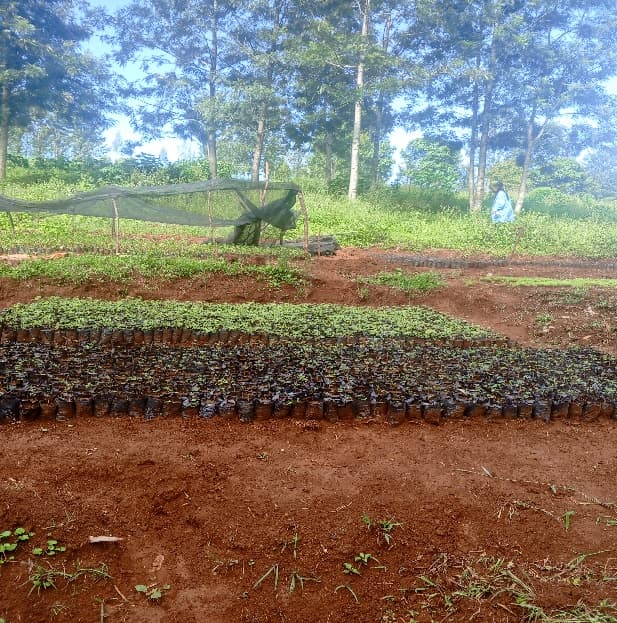 Lake Victoria Basin Agroforestry & Soil Carbon Initiative
